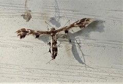 Geina periscelidactylus