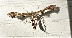 Geina periscelidactylus