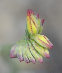 Tritoniopsis pulchra