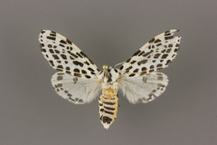 Hypercompe permaculata