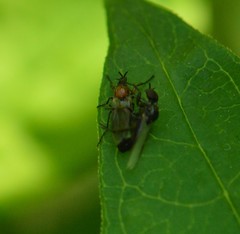 Dilophus tibialis