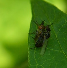 Dilophus tibialis
