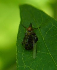 Dilophus tibialis
