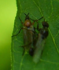 Dilophus tibialis