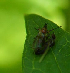 Dilophus tibialis