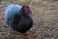 Cairina moschata domestica