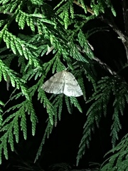 Thallophaga hyperborea