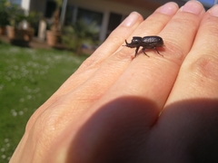 Sinodendron cylindricum