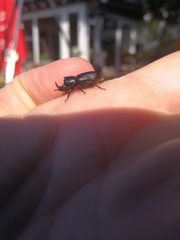 Sinodendron cylindricum