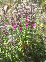 Teucrium marum