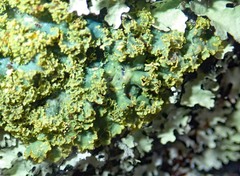 Podostictina pickeringii