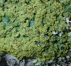 Podostictina pickeringii