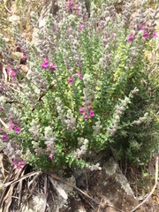 Teucrium marum