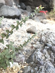 Gambelia juncea pubescens