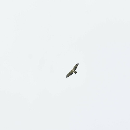 Booted Eagle