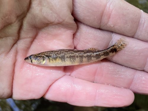 Piedmont darter (Percina crassa) — Percidae — 2