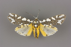 Arachnis zuni