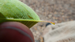 Amelanchier spicata