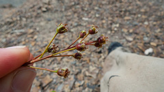 Amelanchier spicata