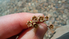 Amelanchier spicata