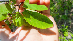 Amelanchier spicata
