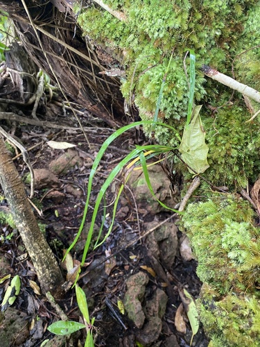 Haplopteris elongata observed 2024-07-10