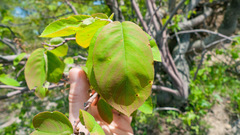 Amelanchier spicata