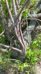 Amelanchier spicata