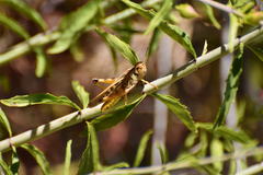 Camnula pellucida