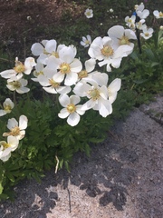 Anemonoides sylvestris