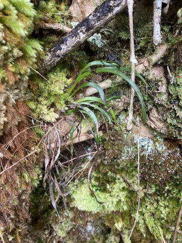 Haplopteris elongata observed 2024-07-10