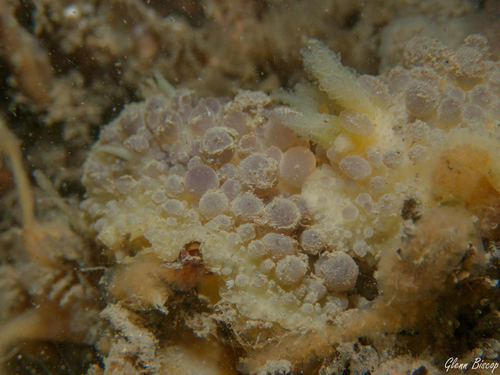 Warty Doris, Schouwen-Duiveland, Nederland, photo 10 of 10