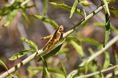 Camnula pellucida