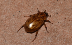 Cyclocephala lunulata