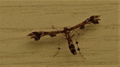 Geina periscelidactylus