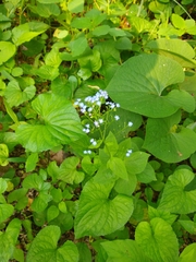 Brunnera