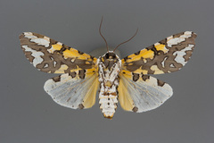 Arachnis zuni
