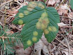 Drisina glutinosa