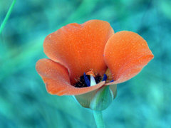 Calochortus kennedyi
