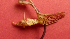 Gongora meneziana