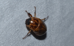 Cyclocephala lunulata