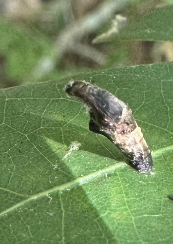 Coleophora querciella photo 2