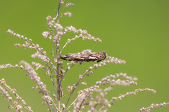 Acanthopsyche atra