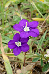 Legousia