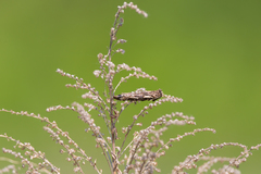 Acanthopsyche atra