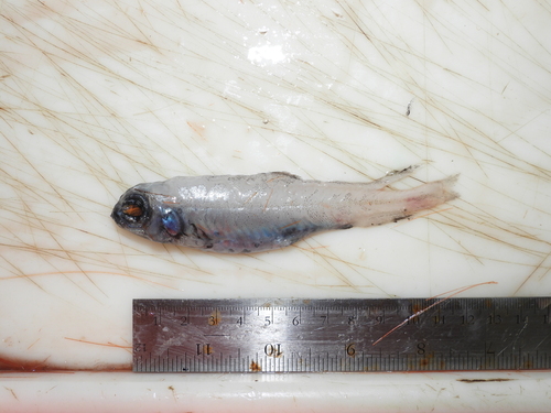 goiter blacksmelt