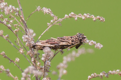 Acanthopsyche atra