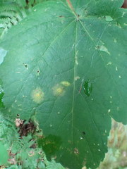 Drisina glutinosa