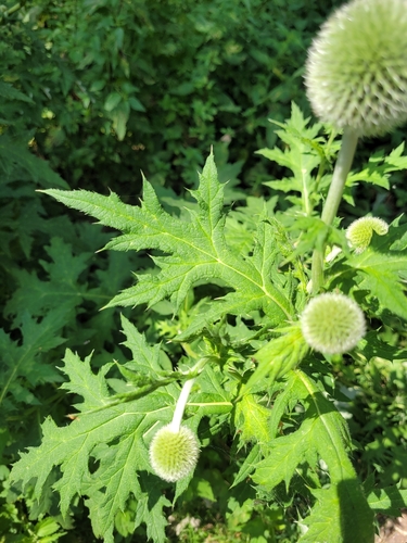 Image of Echinops exaltatus by (c) Bobo-X, some rights reserved (CC BY)