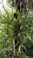 Prosthechea baculus